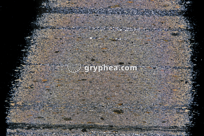 Pélite gréseuse LPA x1,5 - gryphea.com